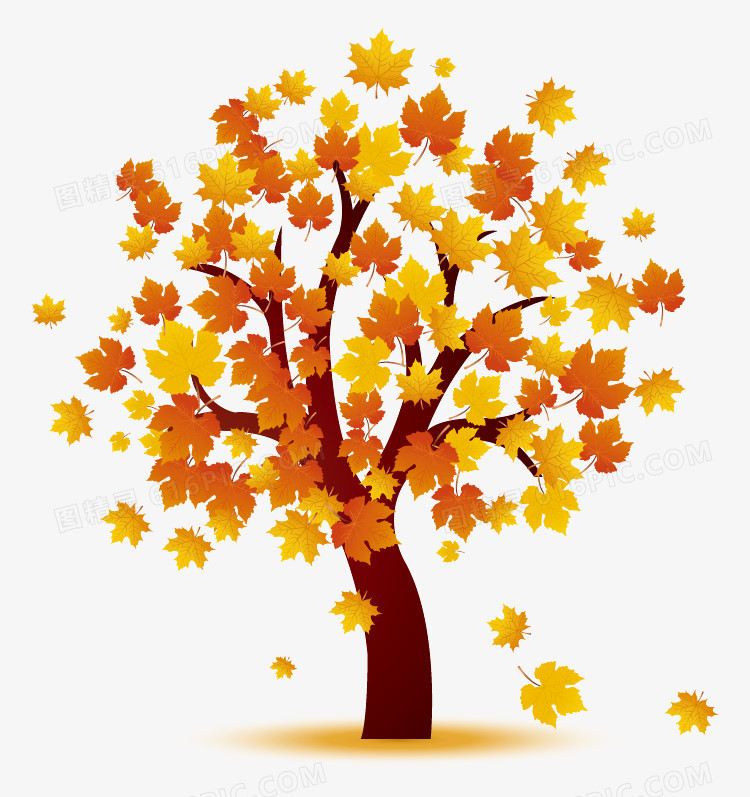 树木枫树枫叶落叶秋天秋季手绘枫叶卡通枫叶图精灵为您提供一颗枫树
