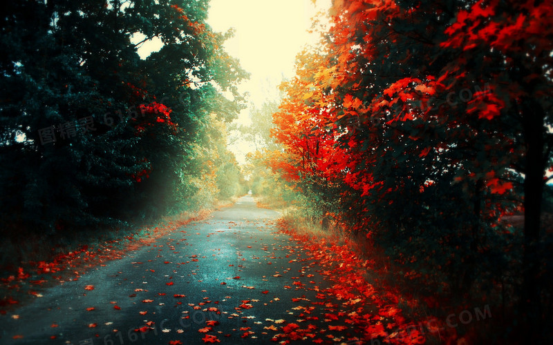 阳光下红色秋天景色