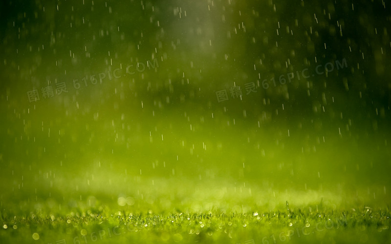 绿色雨花草地风景