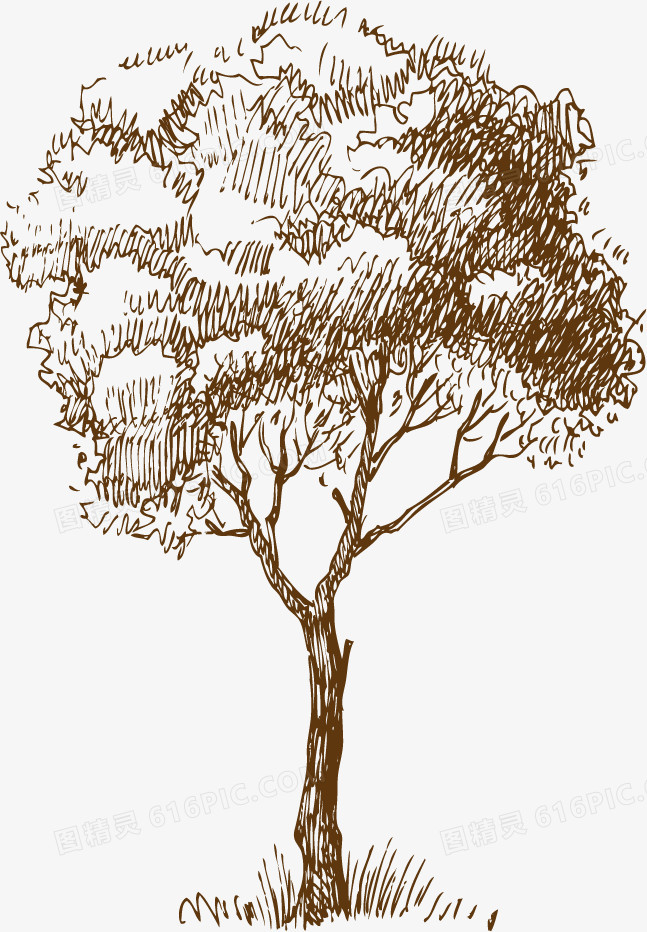 树手绘素描