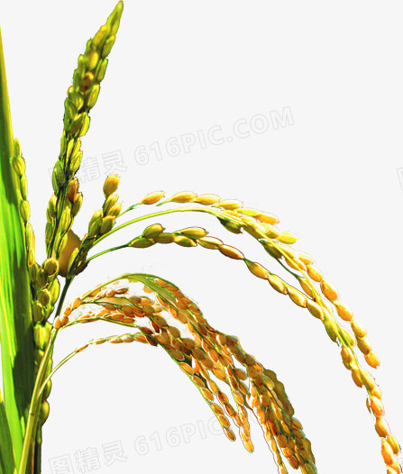 高清黄色水稻植物