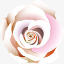 白色玫瑰花温馨背景