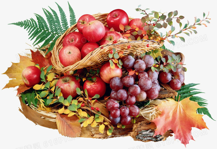 食物素描手绘水果图片 水果