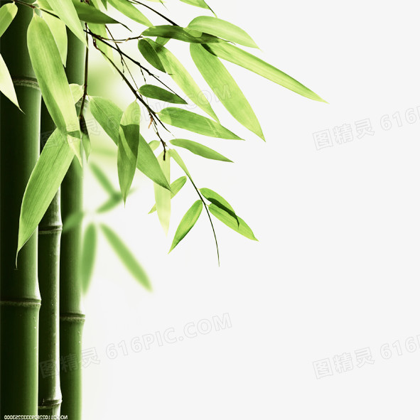 关键词:              大自然竹叶竹子绿色