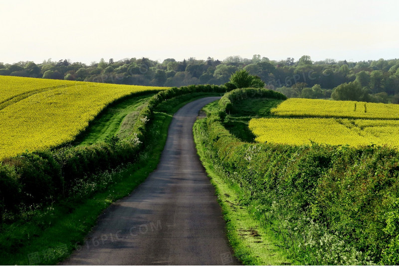 清晰唯美的草地道路