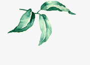 绿色水彩植物树叶设计