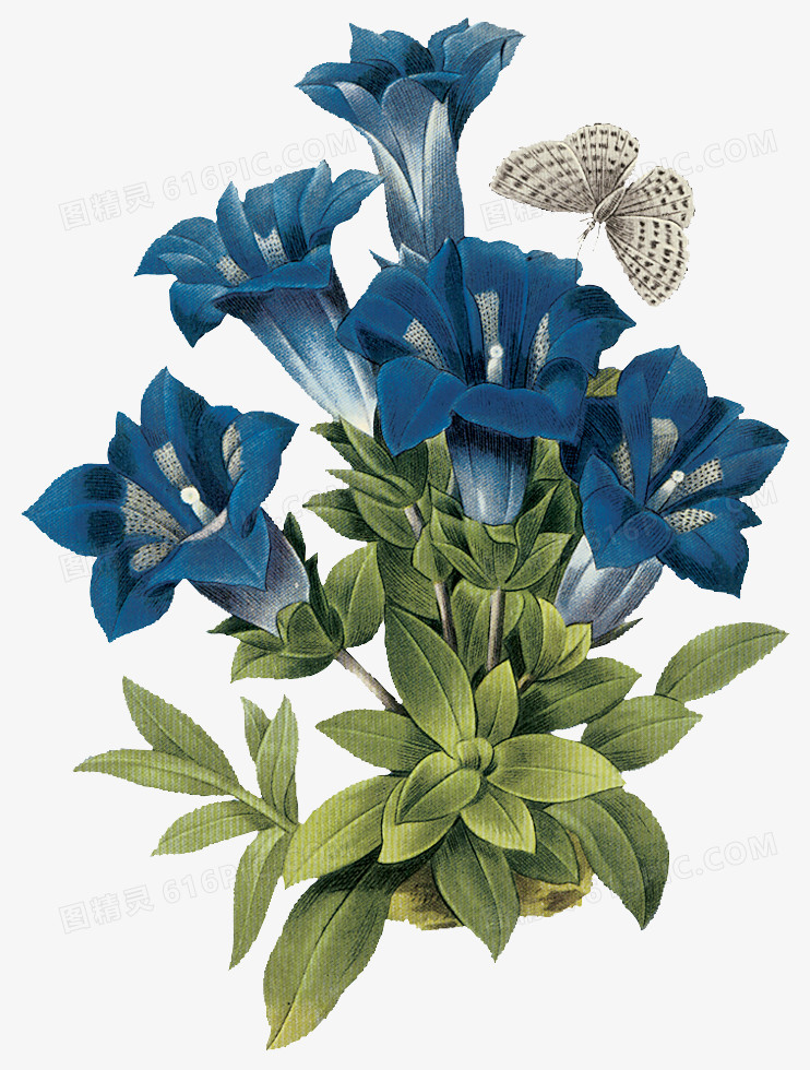 鲜花海报背景鲜花边框素材  精美蓝色花束