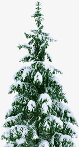 冬天被雪花压着的松树