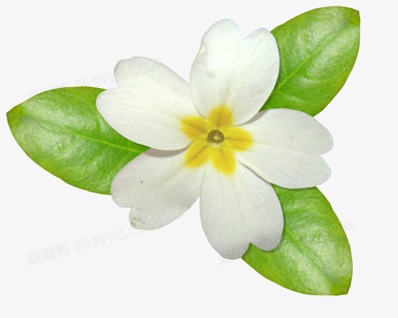 抽象鲜花图片素材鲜花海报背景  精美白色小花