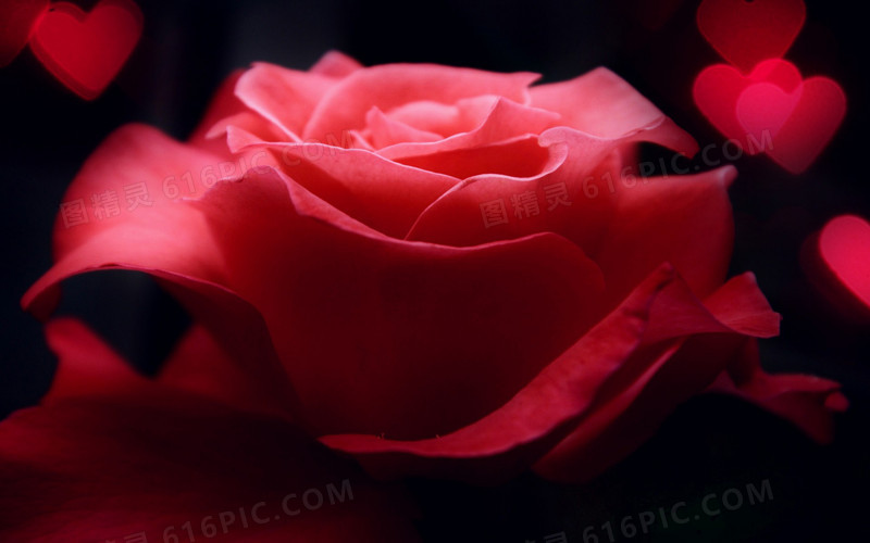 爱心红色热情玫瑰