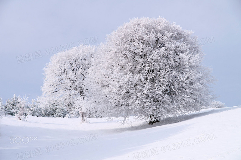 白色冬季雪地大树