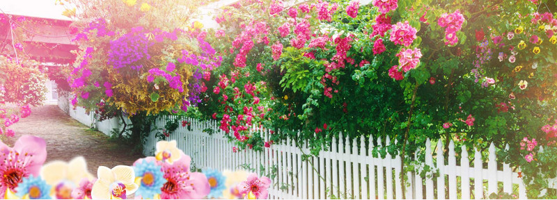 粉色花朵花园图片