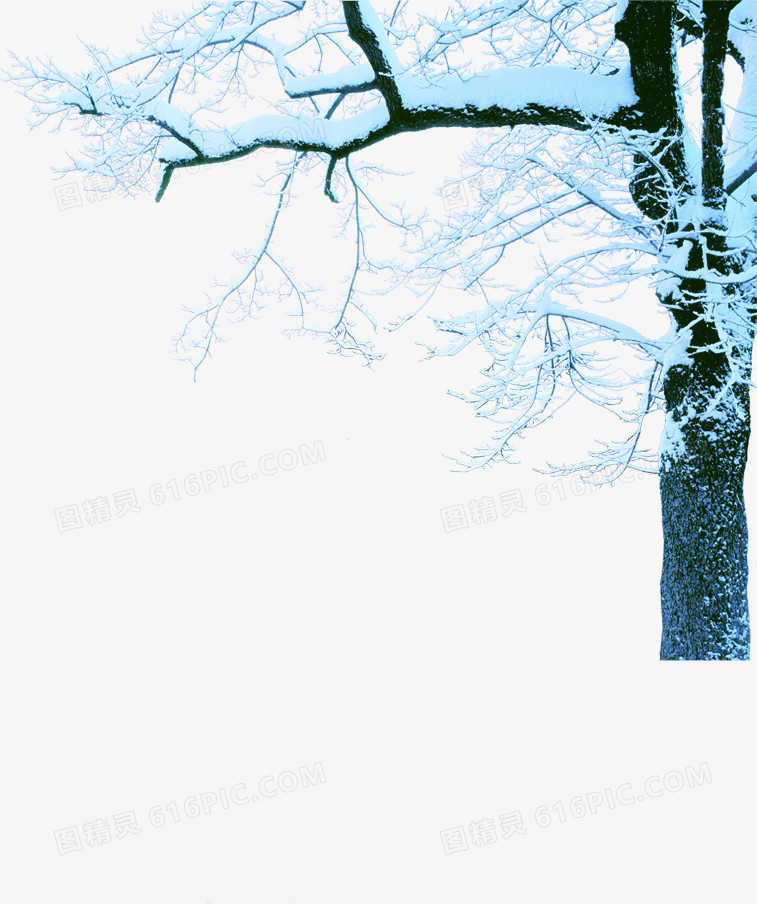 高清摄影冬天树木雪花