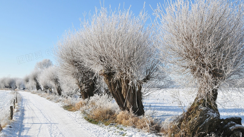 大雪覆盖场景大树