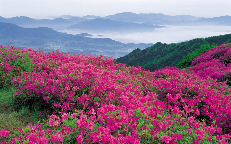 唯美满山红花摄影图