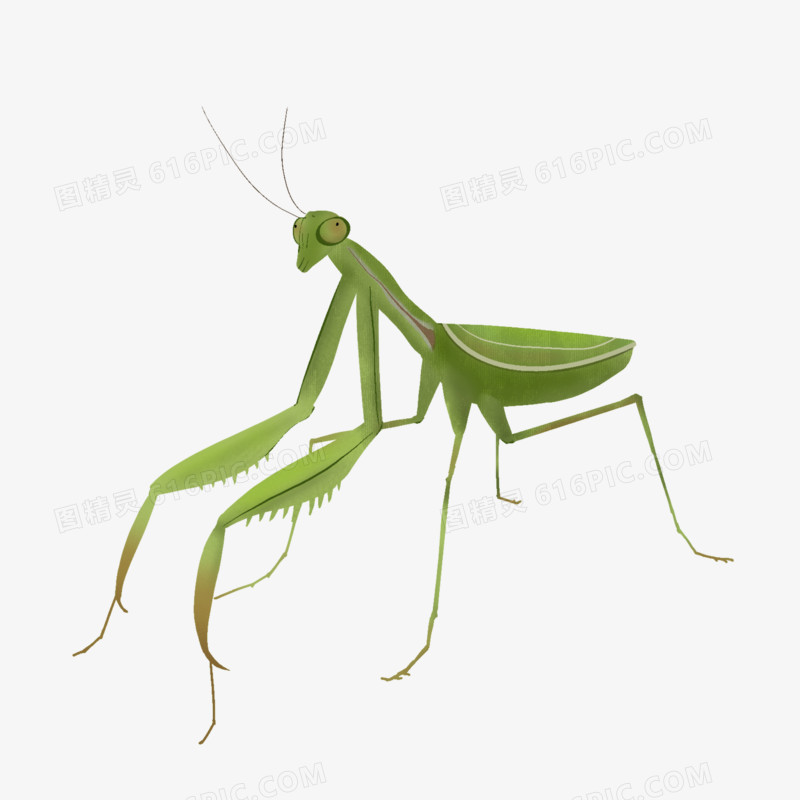卡通手绘螳螂昆虫元素