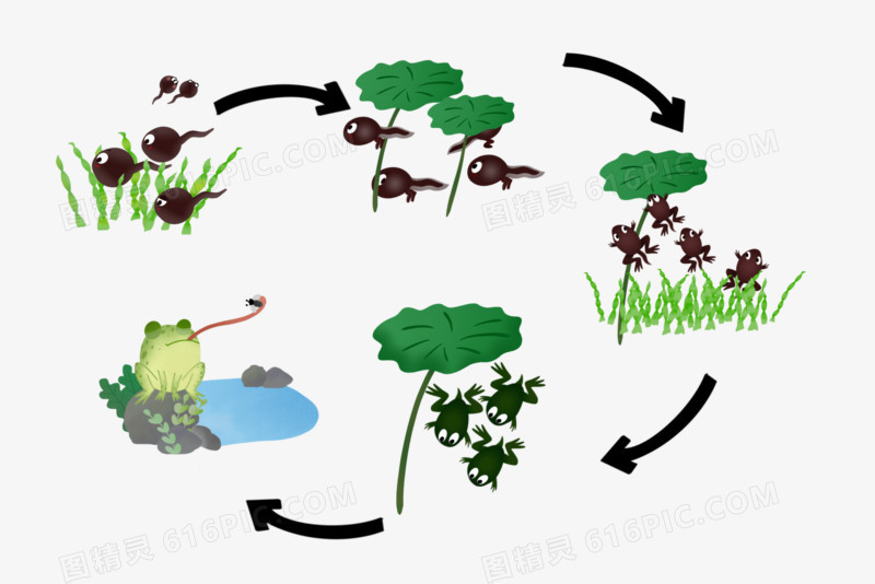 手绘卡通青蛙成长周期免抠元素