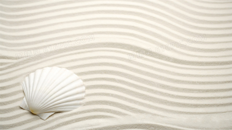 白色简约沙滩贝壳