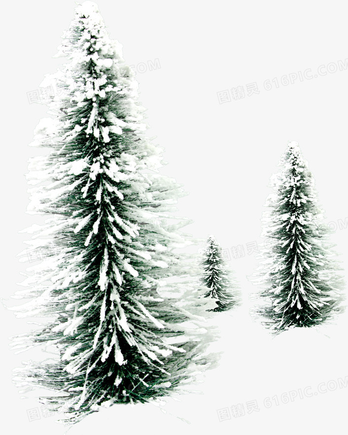 高清摄影冬天的松树圣诞树效果