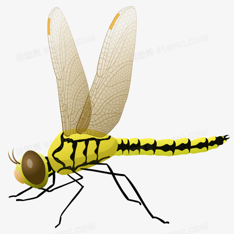 卡通手绘蜻蜓昆虫虫子动物元素