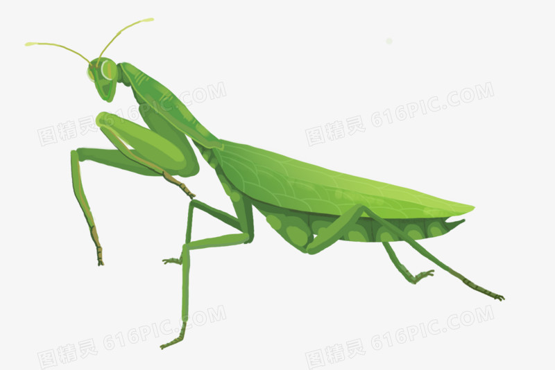 卡通手绘螳螂昆虫虫子动物元素