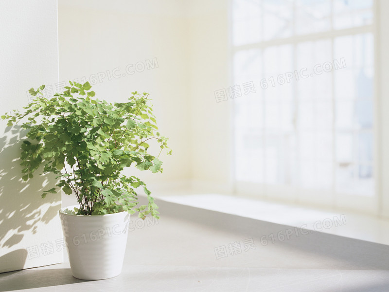 白色窗台绿色花盆海报背景