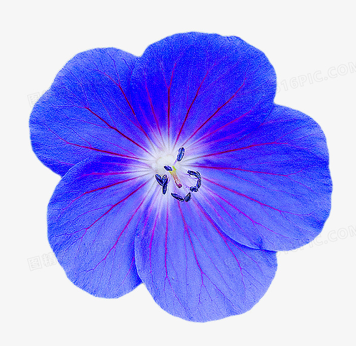 线条背景素材线条边框素材 蓝色花 花朵 花卉