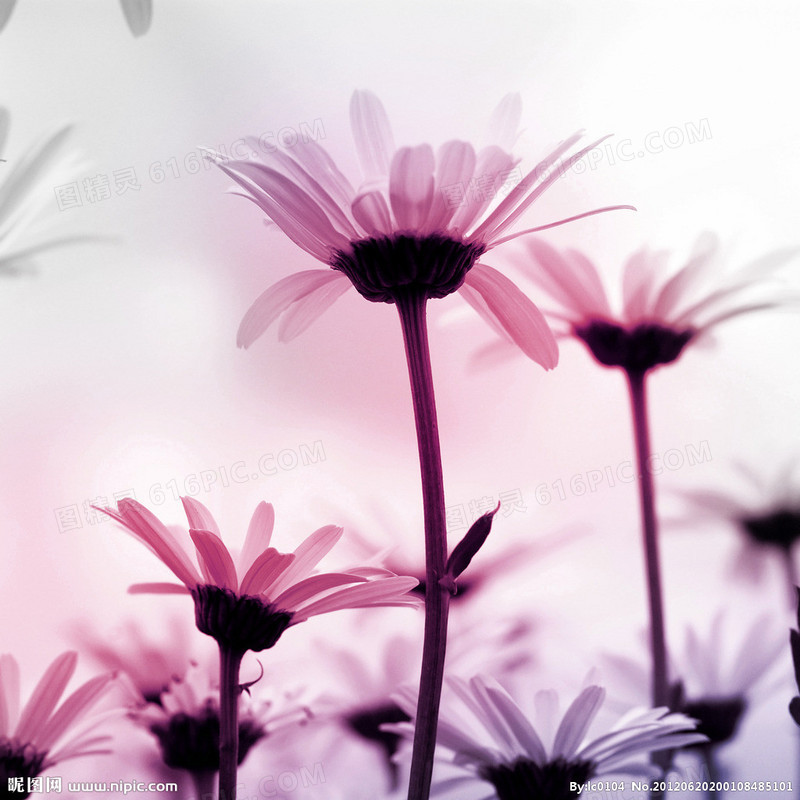 粉紫色梦幻花朵花瓣