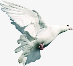 飞翔白鸽造型设计
