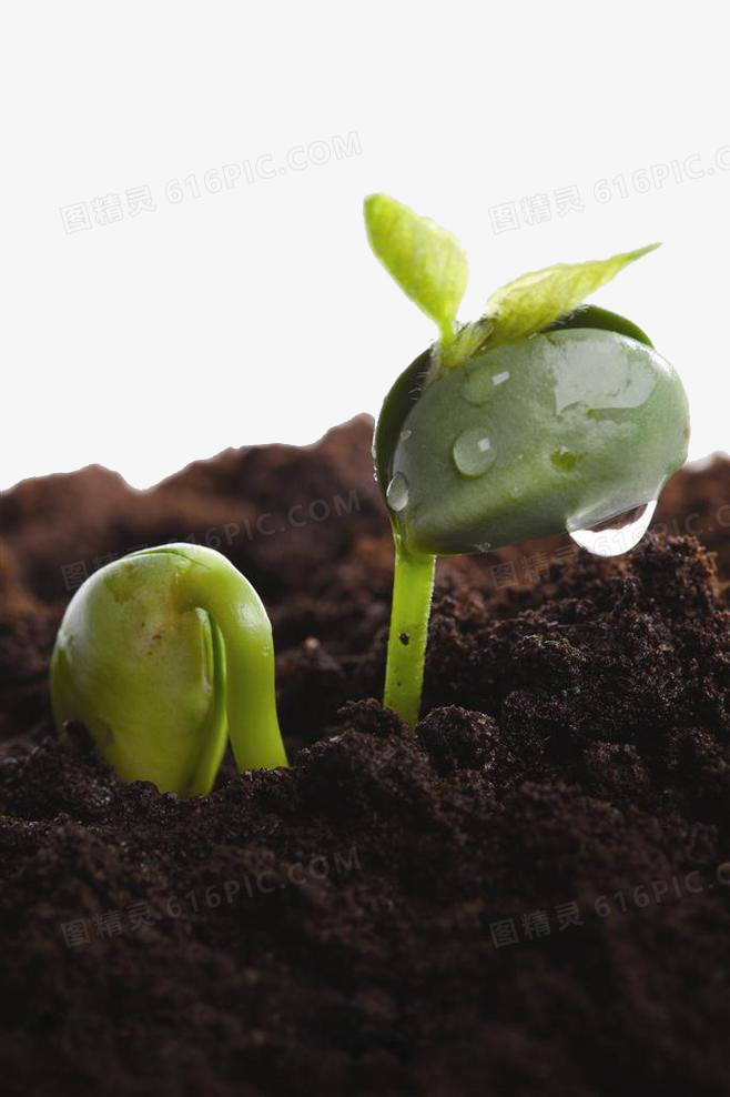 关键词:发芽露珠水珠绿色植物嫩芽泥土里的黄豆芽图精灵为您提供发芽