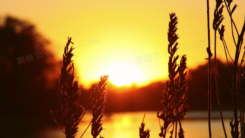 夕阳唯美植物背景