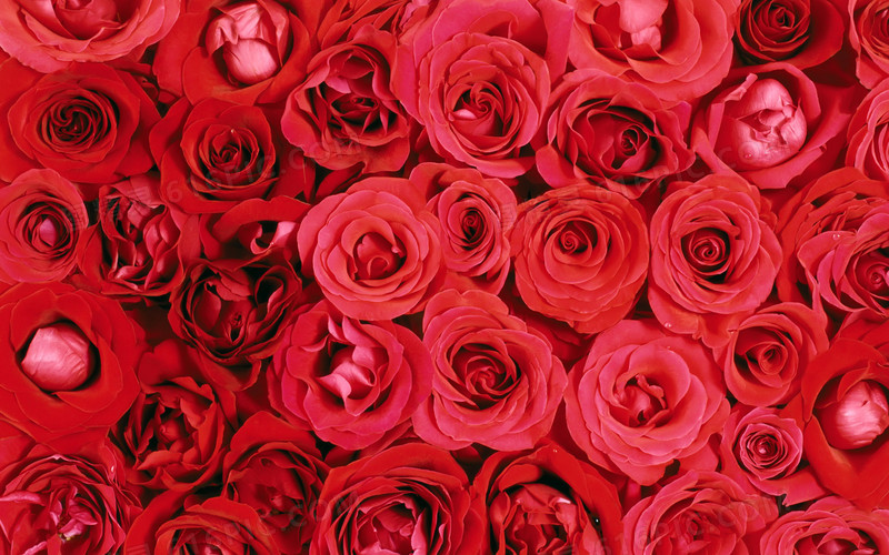 浪漫唯美红色玫瑰花