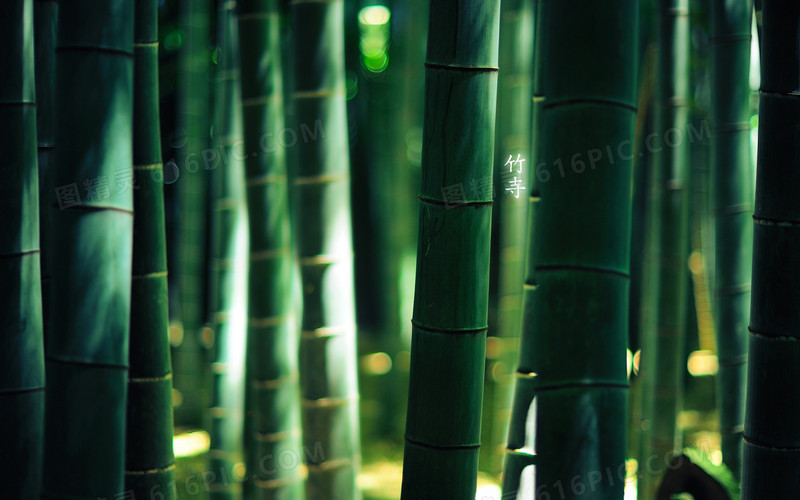 竹子绿色植物清新