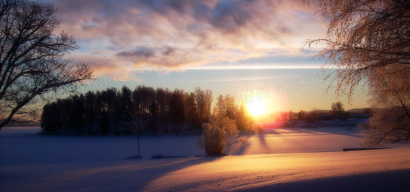 夕阳雪地树林背景