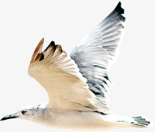 飞翔海鸥的大图
