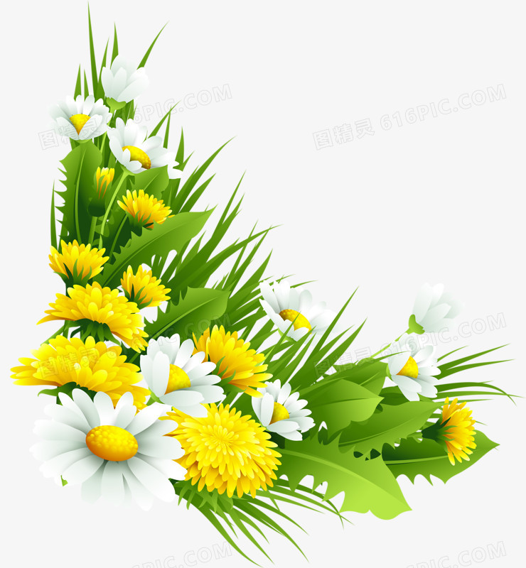 黄白菊花