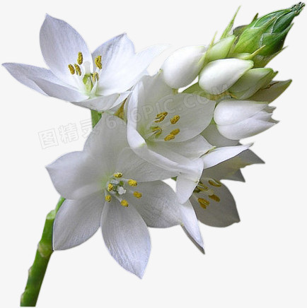 手绘鲜花素材鲜花背景素材  白色花