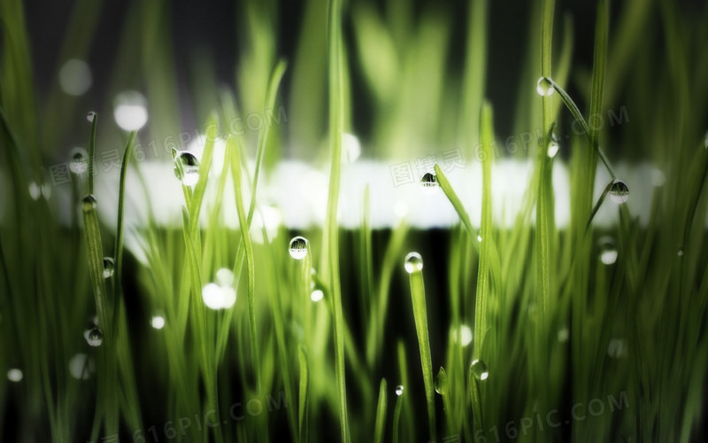 水珠绿色植物背景