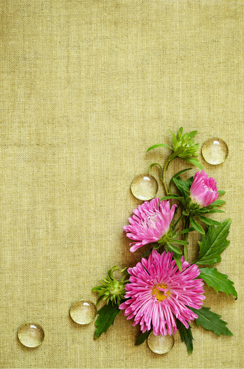 麻布上的露珠菊花