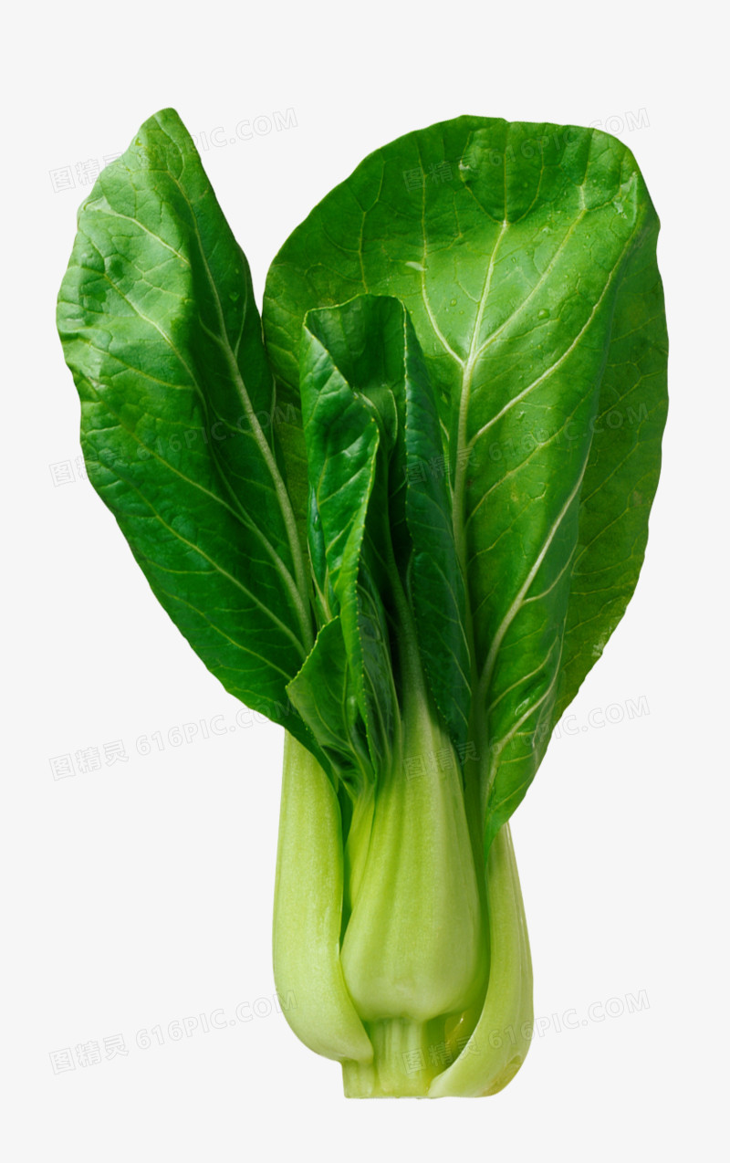 关键词:              青菜240dpijpg粮食绿色摄影生物世界蔬菜