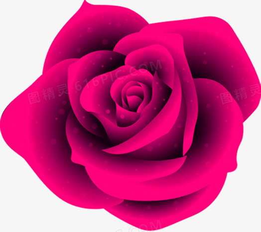 紫色玫瑰手绘