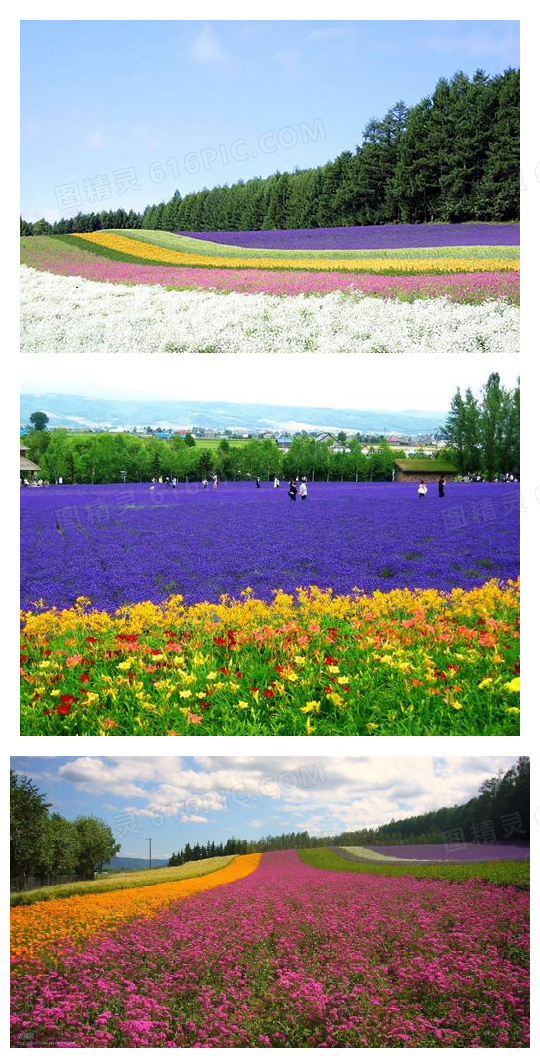 北海道夏季花海唯美