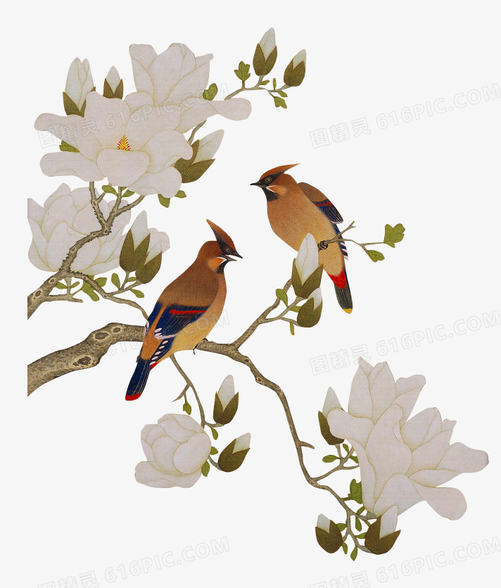 玉兰花与鸟