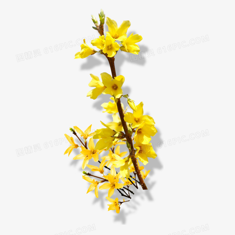 迎春花