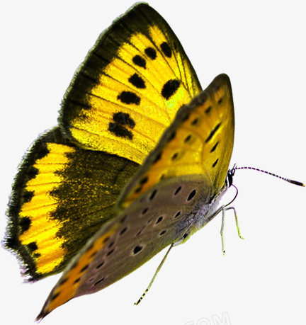 黄色精美春天蝴蝶