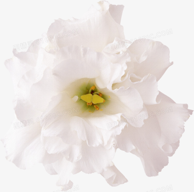 鲜花相框素材鲜花背景素材 白色唯美花朵