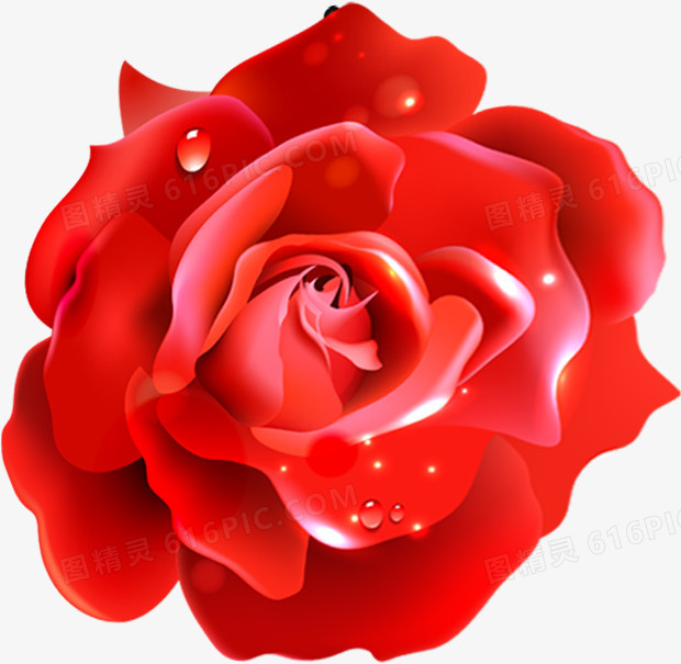 红玫瑰水滴手绘