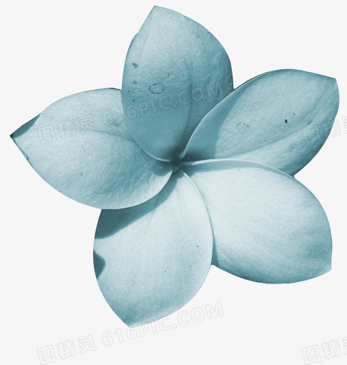 鲜花边框素材植物花卉素材  蓝色精美花