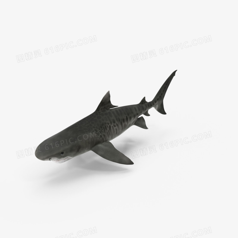 海底生物鲨鱼