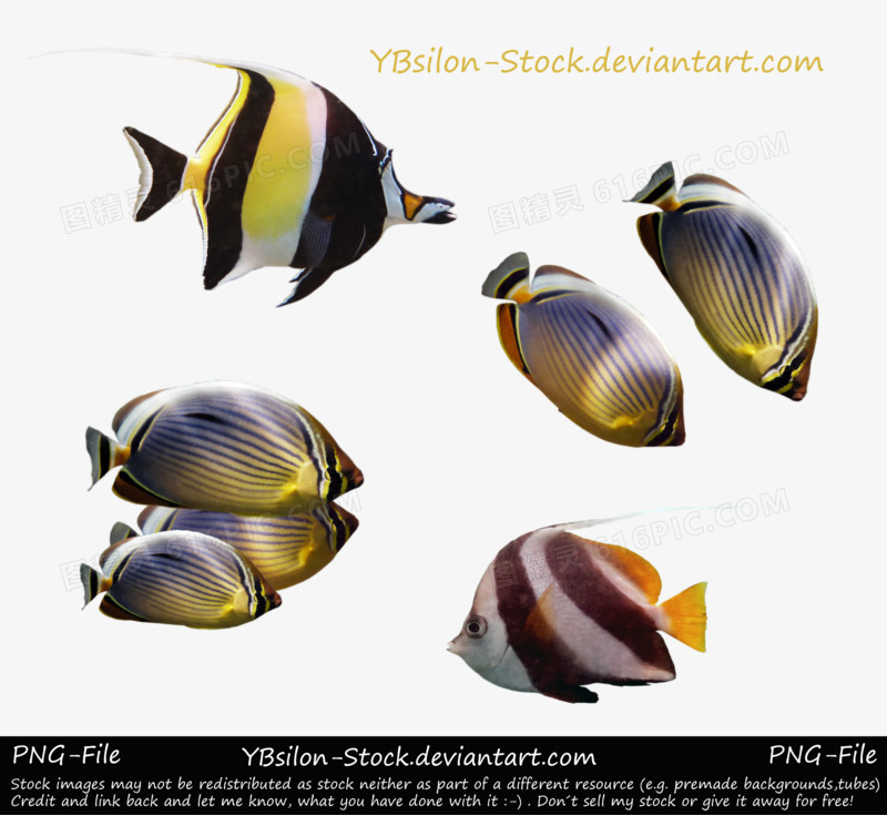 3d鱼类 彩色鱼